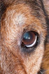 a dogs eye